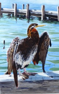 Watercolour painting of a Darter, entry for the SAVE Art Exhibition in Perth 2014