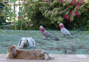 Bunnies, pink and grey galahs, Australian birds, garden visitors, painting subjects