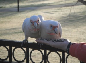 Best Mates, long billed corellas, Australian birds, garden visitors, painting subjects