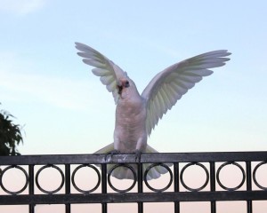 Corella, garden visitor, Australian bird, painting subject