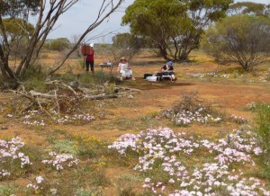 Painting near Mullewa