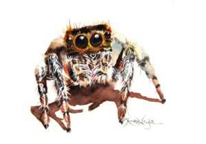 jumping spider, jumping spider art, spider art, spider artist, watercolor spider, watercolour spider, arachnid art