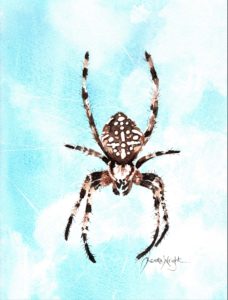 garden spider, european garden spider, araneus diadematus, female spider, spider art, spider artist