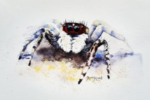 Somersby, jumping spider, jumping spider painting, spider painting, watercolor spider, watercolour spider, watercolour jumping spider, watercolor jumping spider