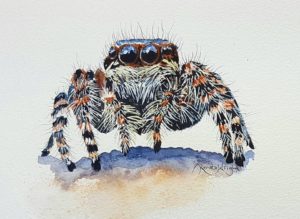 sparky, jumping spider, jumping spider painting, spider painting, watercolor spider, watercolour spider, spider art, spider artist,