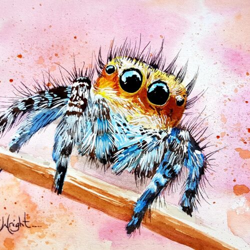 sunny, spider art, salticadae, jumping spider, jumping spider art