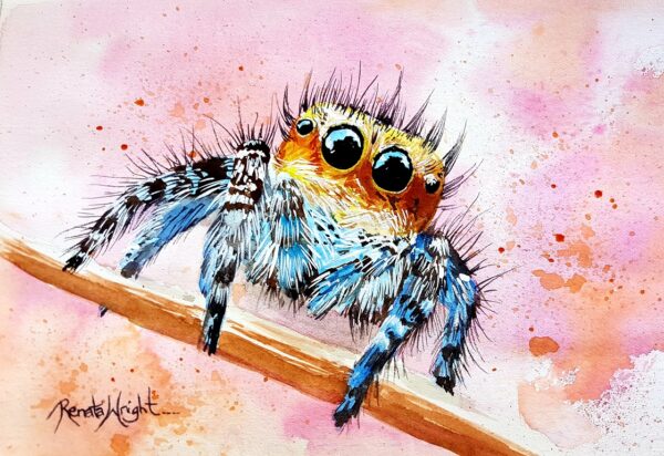 sunny, spider art, salticadae, jumping spider, jumping spider art