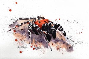 spider art, watercolor spider, watercolour spider, spider painting, arachnid artist, renata wright, renata wright art
