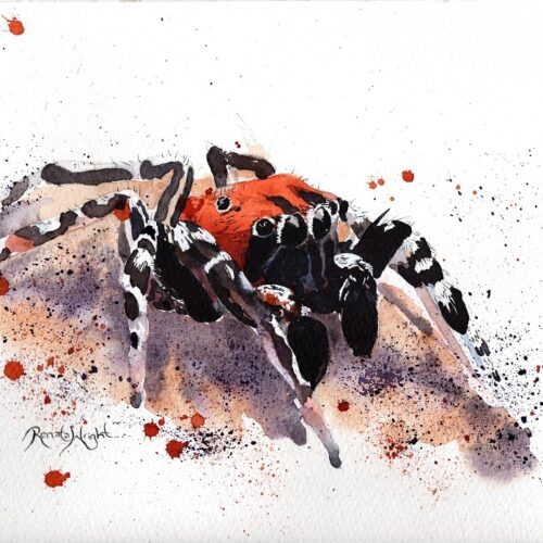 spider art, watercolor spider, watercolour spider, spider painting, arachnid artist, renata wright, renata wright art