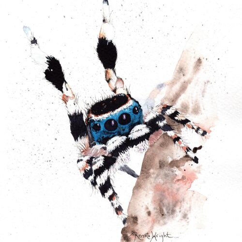 maratus personatus, spider art, peacock spider art, peacock spider, arachnid art, spider artist, renata wright