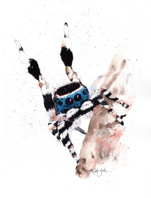 maratus personatus, spider art, peacock spider art, peacock spider, arachnid art, spider artist, renata wright