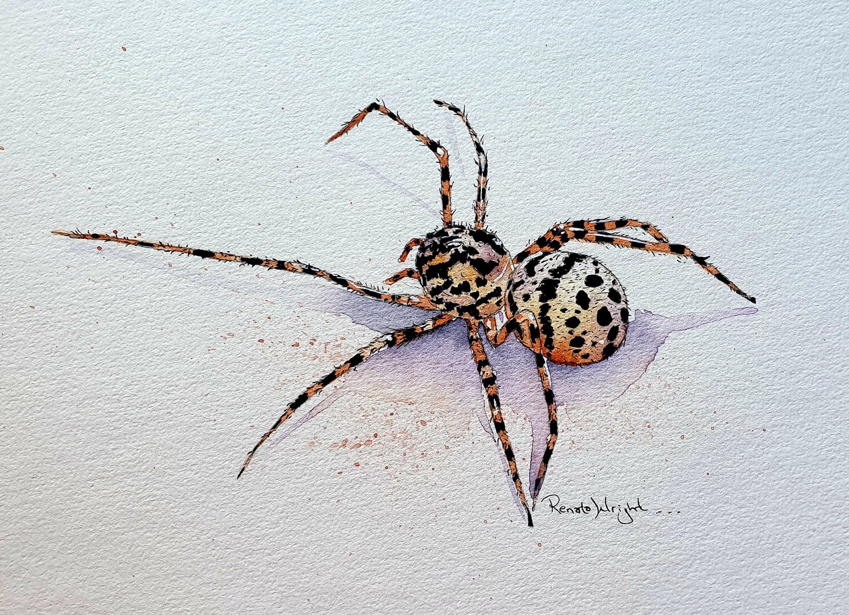 spitting spider