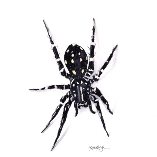 white spotted swift spider