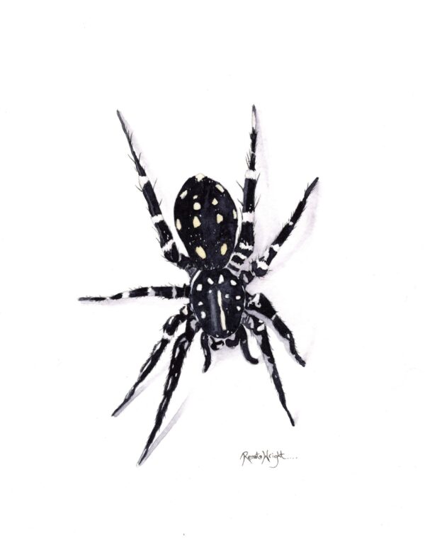 white spotted swift spider