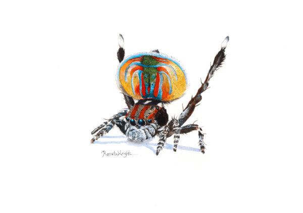 "Erasmus" - Maratus volans print