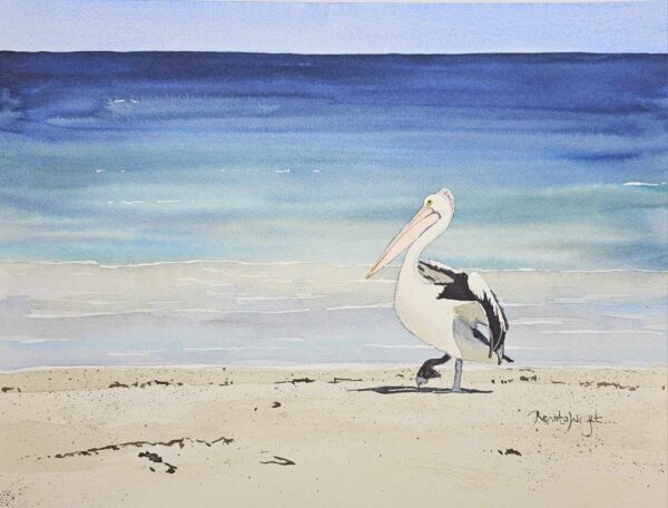 Pelican